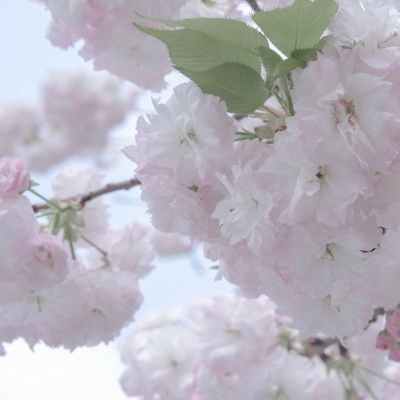 兽设质感表现实用教程FurryQQ群